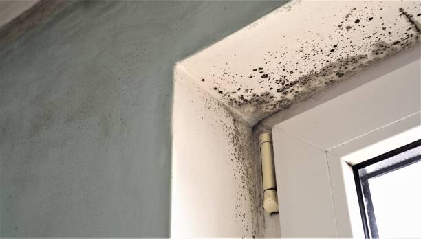  Bliss Corner, MA Mold Removal Pros