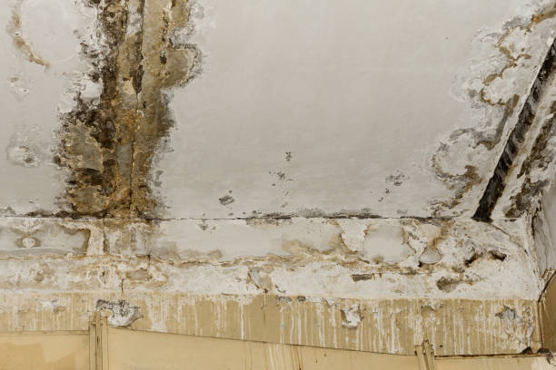 Best Flood Damage  in Bliss Corner, MA
