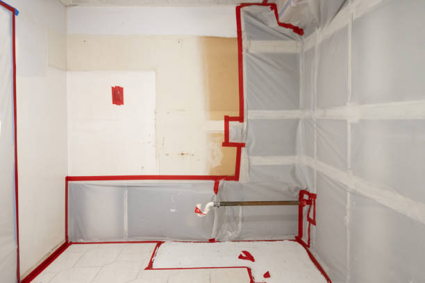 Reliable Bliss Corner, MA Mold Removal Solutions