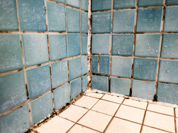 Best Mold Remediation for Healthcare Facilities  in Bliss Corner, MA