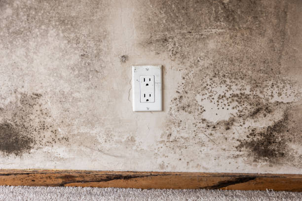 Best Industrial Mold Remediation  in Bliss Corner, MA