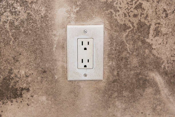 Best Real Estate Mold Inspection  in Bliss Corner, MA