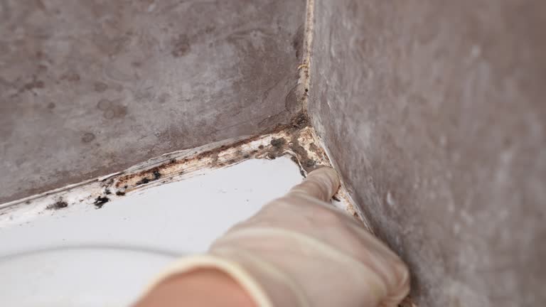 Best Commercial Mold Inspection  in Bliss Corner, MA